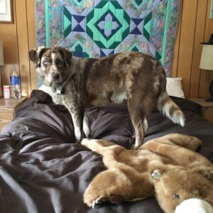 ht-dog-001 Orthopedic Memory Foam Dog Bed